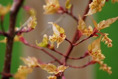 Acer crataegifolium 'Veitchii' - javor hloholistý - detail květenství